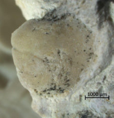 Eodromites bernchrisdomiorum