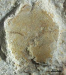 Goniodromites serratus