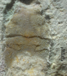 Planoprosopon thiedae