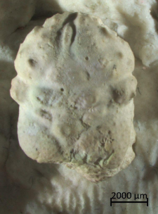 Longodromitidae