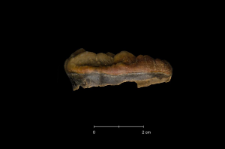 Ursus spelaeus