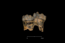 Ursus spelaeus