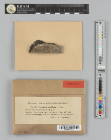Lecanora vacillans H. Magn. 