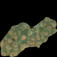 Grzechotka, XI-XII w. [3D]