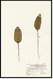 Ophioglossum vulgatum L.