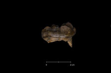 Ursus spelaeus