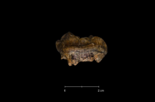 Ursus spelaeus