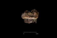 Ursus spelaeus