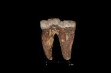 Ursus spelaeus