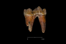 Ursus spelaeus