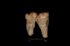 Ursus spelaeus