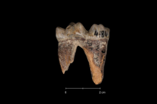 Ursus spelaeus