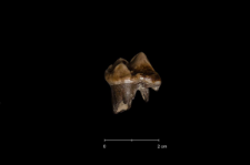 Ursus spelaeus