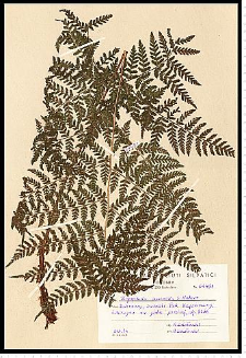 Dryopteris expansa (C. Presl) Fraser-Jenk. & Jermy