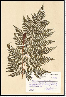 Dryopteris expansa (C. Presl) Fraser-Jenk. & Jermy