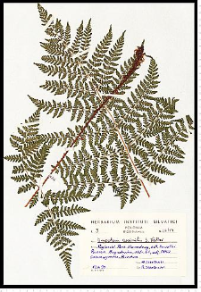 Dryopteris expansa (C. Presl) Fraser-Jenk. & Jermy