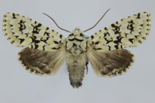 Griposia aprilina