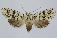 Griposia aprilina