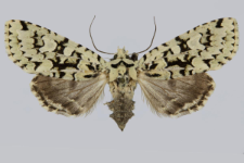 Griposia aprilina