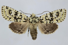 Griposia aprilina