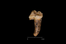 Ursus spelaeus