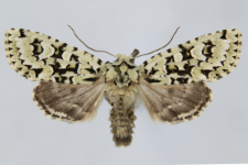 Griposia aprilina