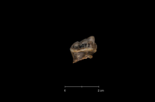 Ursus spelaeus