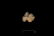 Ursus spelaeus