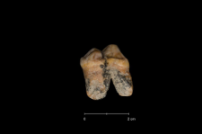 Ursus spelaeus