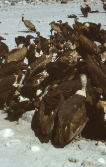 Disposing of the body of dead animals (Iconographic document)