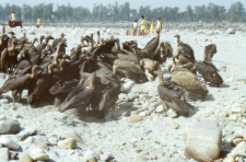 Disposing of the body of dead animals (Iconographic document)