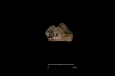 Ursus spelaeus
