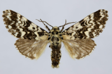 Panthea coenobita