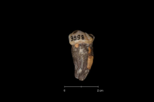 Ursus spelaeus