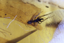 Limoniidae