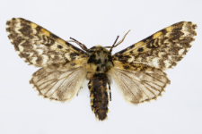 Panthea coenobita