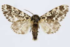 Panthea coenobita