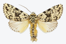 Trichosea ludifica