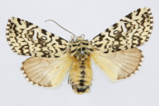 Trichosea ludifica