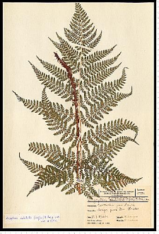 Dryopteris dilatata (Hoffm.) A. Gray