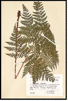 Dryopteris dilatata (Hoffm.) A. Gray