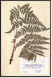 Dryopteris dilatata (Hoffm.) A. Gray