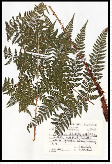 Dryopteris dilatata (Hoffm.) A. Gray