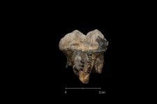 Ursus spelaeus