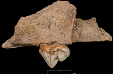 Ursus spelaeus