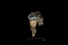 Ursus spelaeus