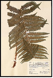 Dryopteris filix-mas (L.) Schott