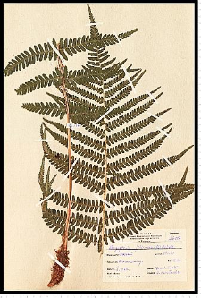 Dryopteris filix-mas (L.) Schott