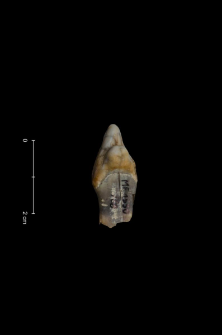 Ursus spelaeus