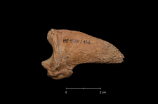 Ursus spelaeus